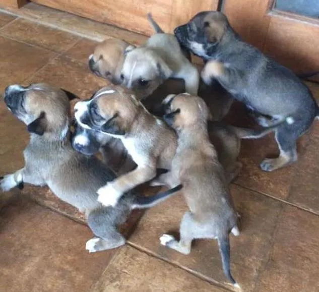 Cachorro ra a  idade Abaixo de 2 meses nome Mesclado, Pretinho,