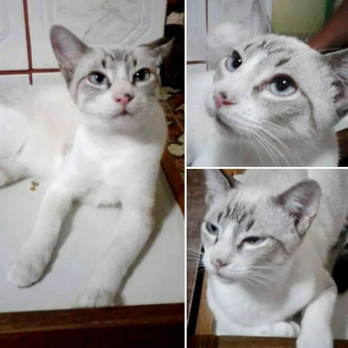 Gato ra a SRD idade 2 a 6 meses nome Dexter