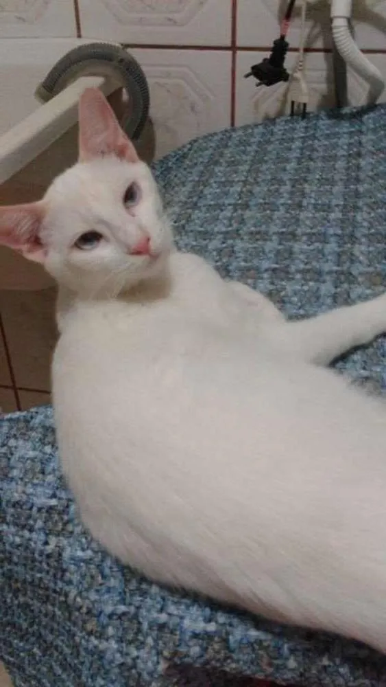 Gato ra a SRD idade 2 a 6 meses nome Aslan