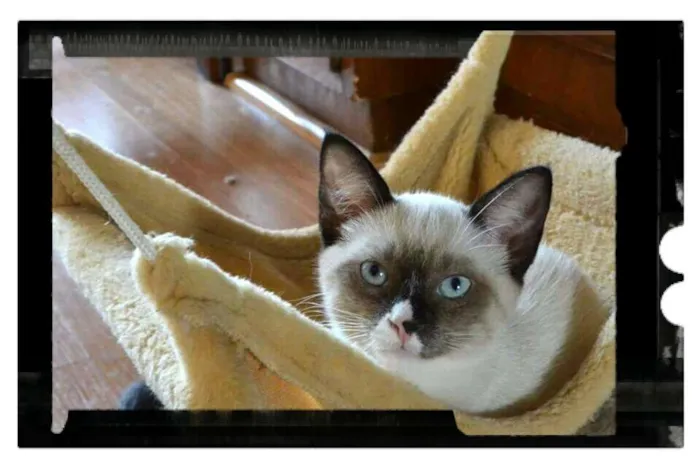 Gato ra a srd idade 2 a 6 meses nome Kiki