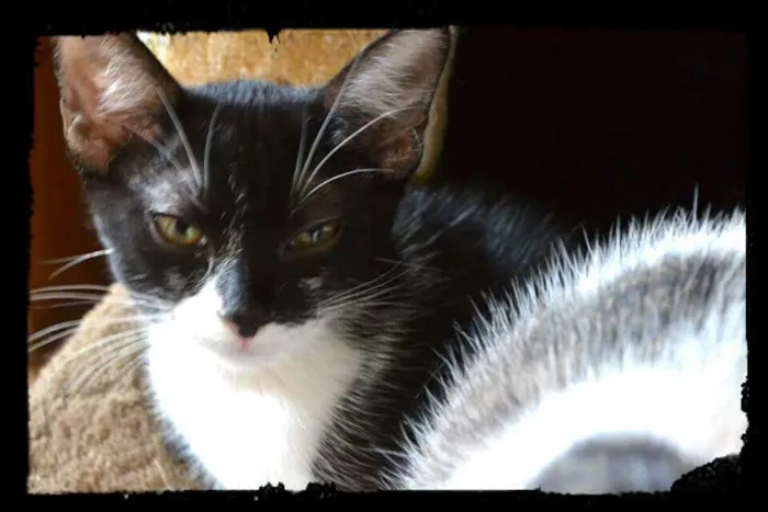 Gato ra a srd idade 2 a 6 meses nome Sininho