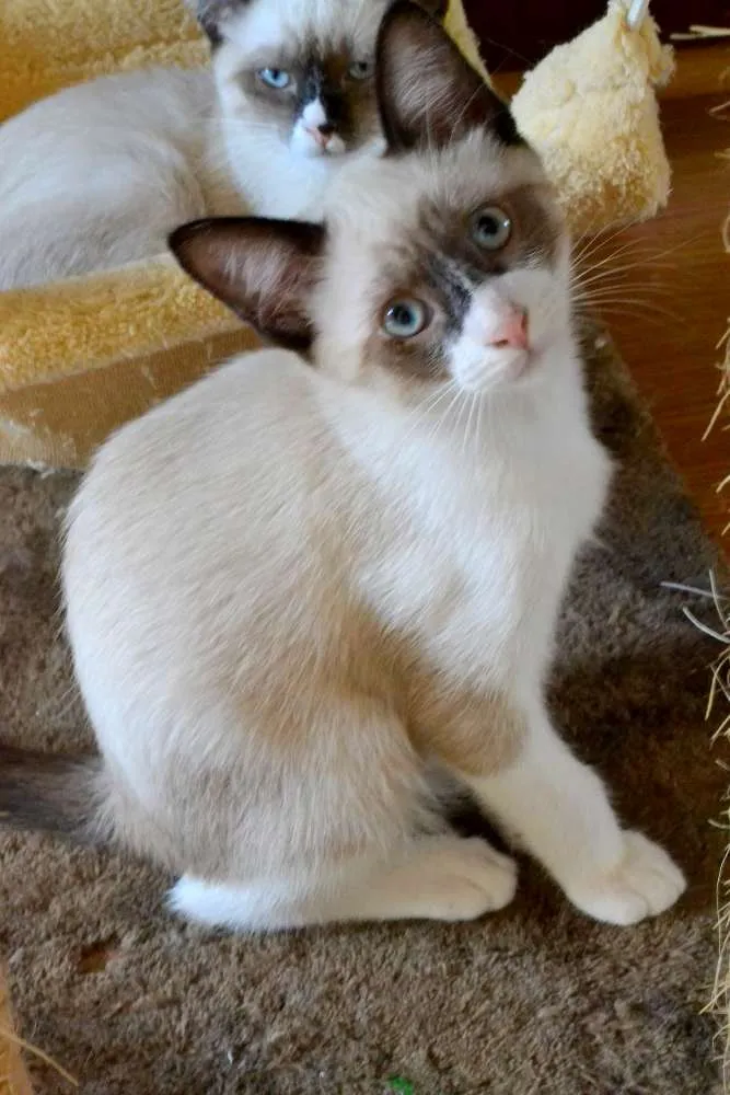 Gato ra a srd idade 2 a 6 meses nome Samuel