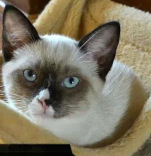 Gato raça srd idade 2 a 6 meses nome Kiki