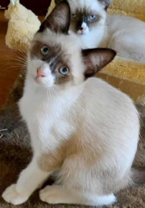 Gato raça srd idade 2 a 6 meses nome Samuel