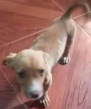 Cachorro raça  idade 2 a 6 meses nome Ainda não possui um