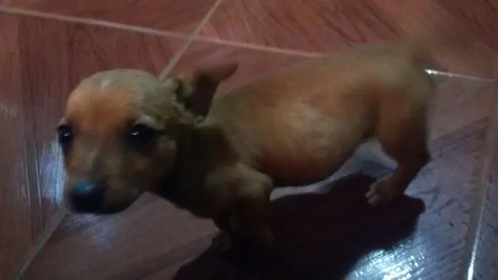 Cachorro ra a  idade 2 a 6 meses nome Ainda não possui um