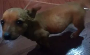 Cachorro raça  idade 2 a 6 meses nome Ainda não possui um