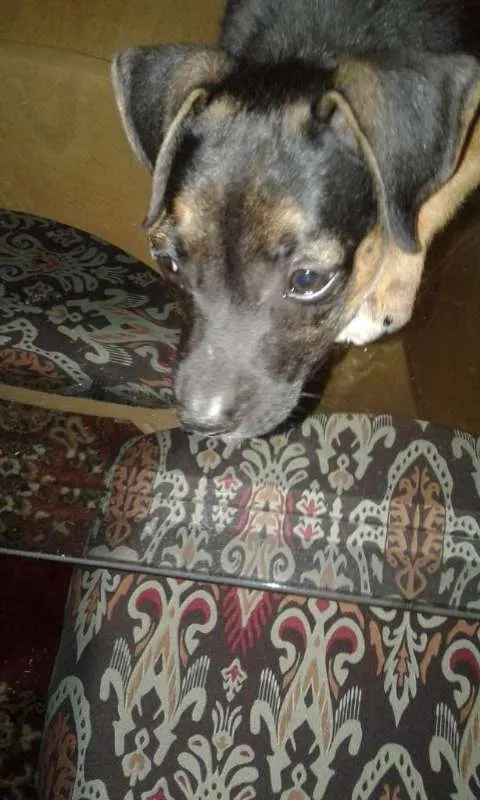 Cachorro ra a vira lata idade 2 a 6 meses nome sem nome