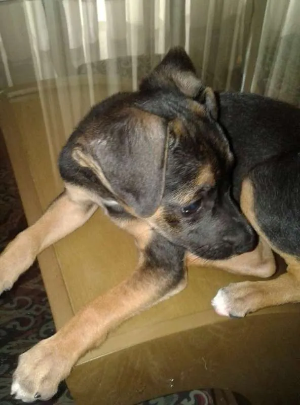 Cachorro ra a vira lata idade 2 a 6 meses nome sem nome