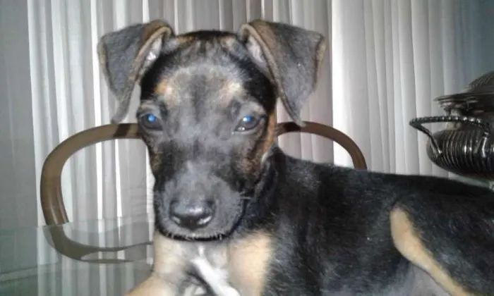 Cachorro ra a vira lata idade 2 a 6 meses nome sem nome
