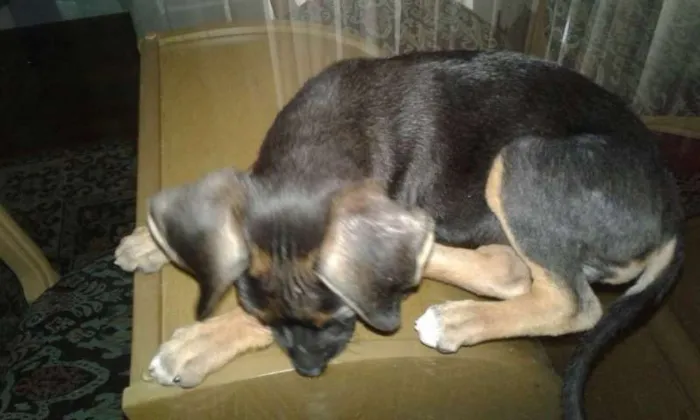 Cachorro ra a vira lata idade 2 a 6 meses nome sem nome
