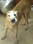 SCOOBY DOO