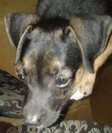 Cachorro ra a vira lata idade 2 a 6 meses nome sem nome