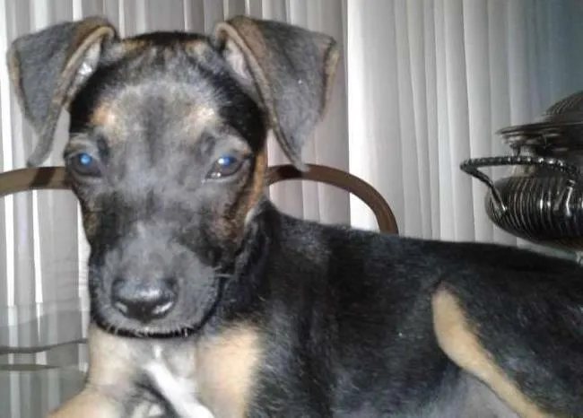 Cachorro ra a vira lata idade 2 a 6 meses nome sem nome