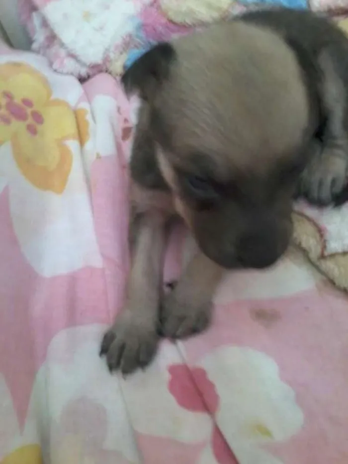 Cachorro ra a Srd idade Abaixo de 2 meses nome Branquinha