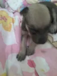 Branquinha