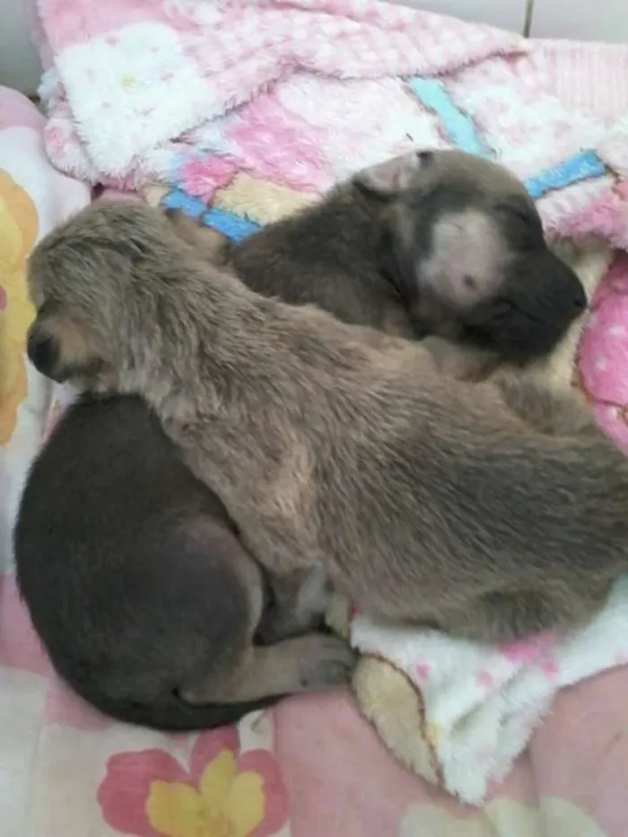 Cachorro ra a Srd idade Abaixo de 2 meses nome Branquinha
