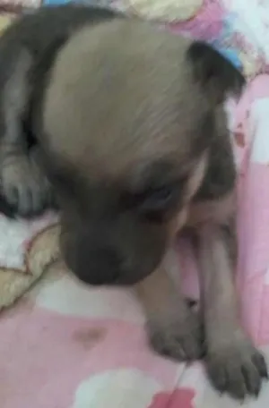 Cachorro raça Srd idade Abaixo de 2 meses nome Branquinha