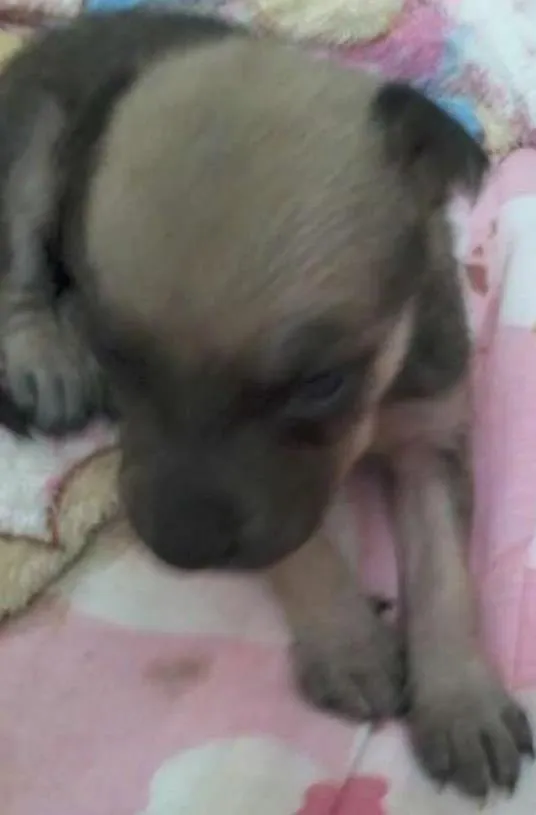 Cachorro ra a Srd idade Abaixo de 2 meses nome Branquinha