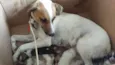 Mãe e bebes
