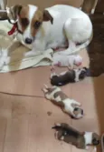Mãe e bebes