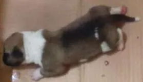 Cachorro raça SRD idade 2 a 6 meses nome Mãe e bebes