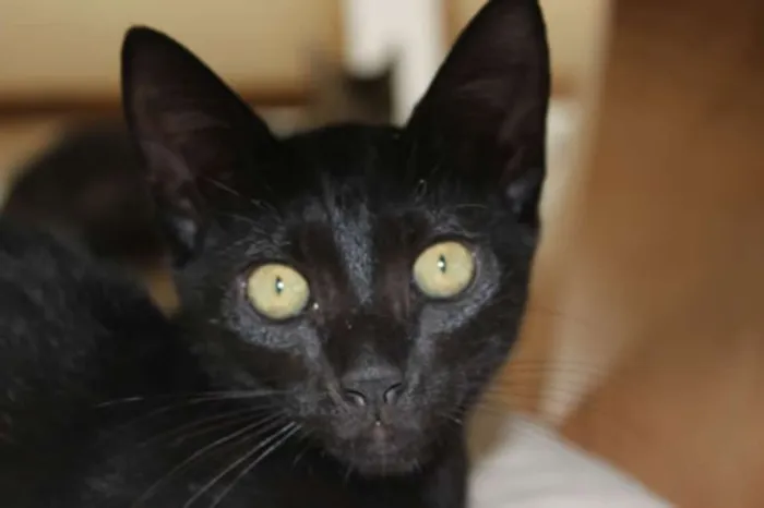 Gato raça  idade 2 a 6 meses nome Lili
