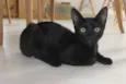 Lili