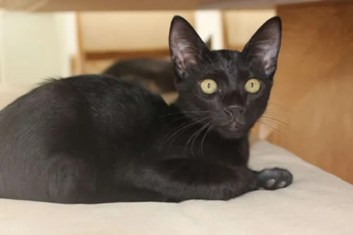 Gato raça  idade 2 a 6 meses nome Lili