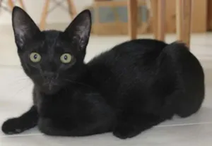 Gato raça  idade 2 a 6 meses nome Lili