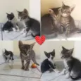 Pretinho, bonitinho