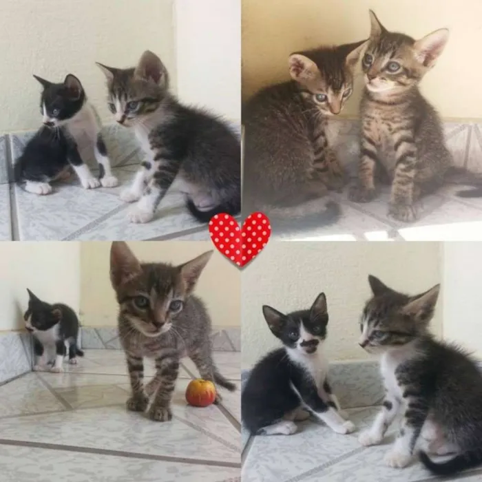 Gato raça  idade Abaixo de 2 meses nome Pretinho, bonitinho