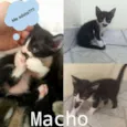 Pretinho, bonitinho