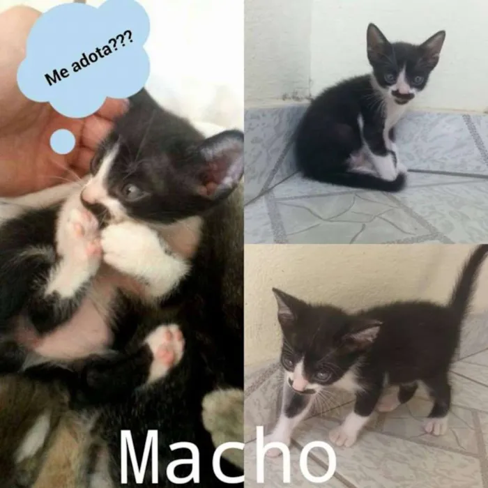 Gato raça  idade Abaixo de 2 meses nome Pretinho, bonitinho