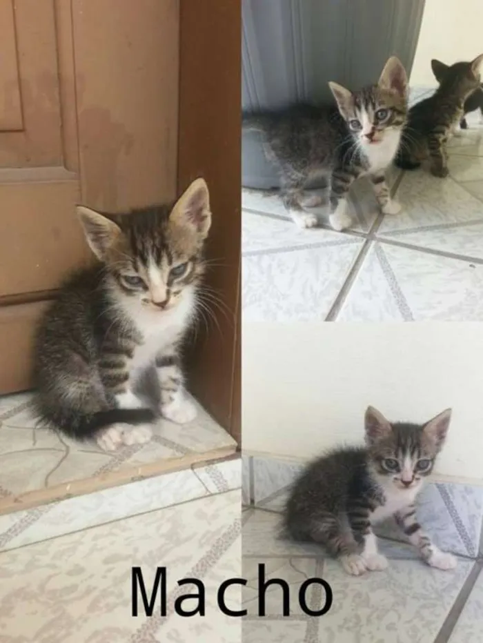 Gato raça  idade Abaixo de 2 meses nome Pretinho, bonitinho