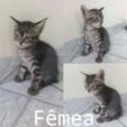 Pretinho, bonitinho