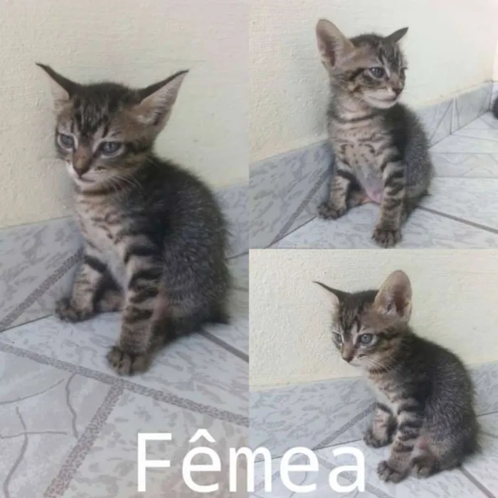 Gato raça  idade Abaixo de 2 meses nome Pretinho, bonitinho