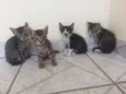 Pretinho, bonitinho
