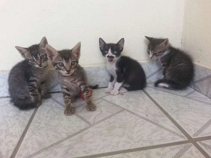Gato raça  idade Abaixo de 2 meses nome Pretinho, bonitinho