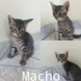 Pretinho, bonitinho