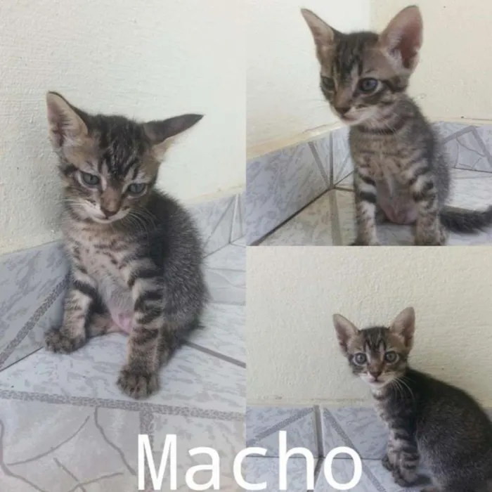 Gato raça  idade Abaixo de 2 meses nome Pretinho, bonitinho