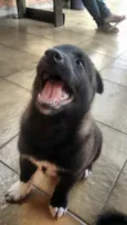 Rai