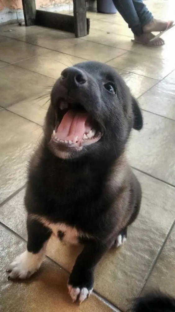 Cachorro ra a SRD com Vira Lata idade 2 a 6 meses nome Rai