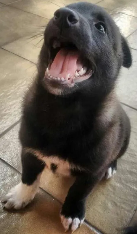 Cachorro ra a SRD com Vira Lata idade 2 a 6 meses nome Rai