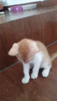 Doradinho