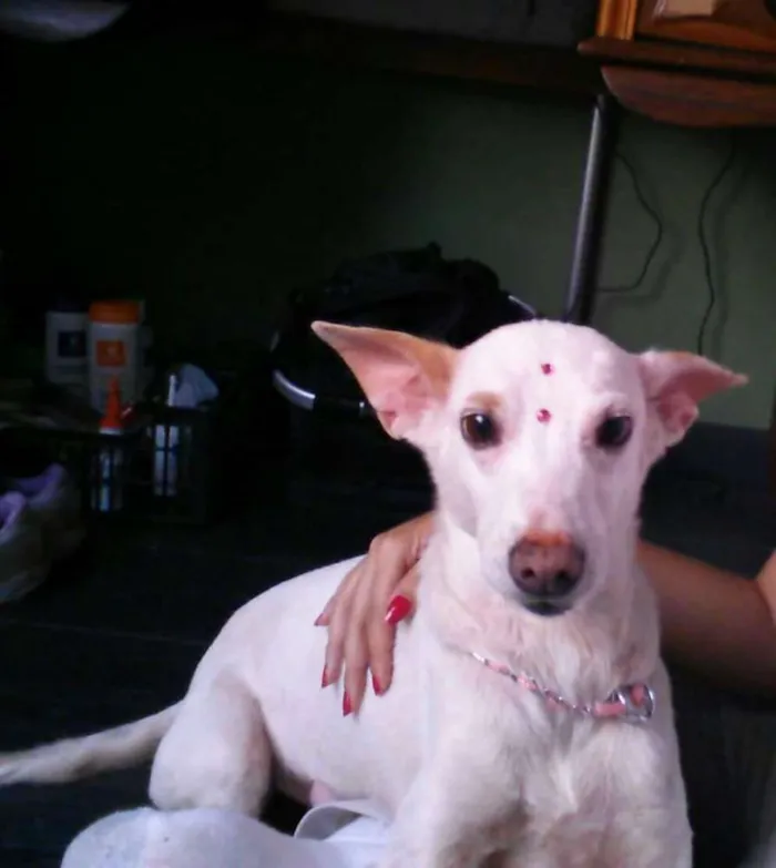 Cachorro ra a SRD idade 4 anos nome Nina
