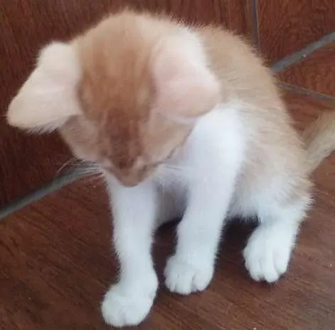 Gato ra a  idade  nome Doradinho