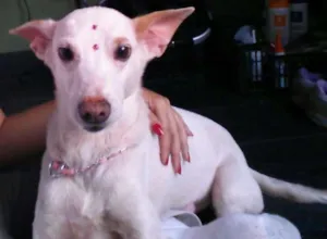 Cachorro raça SRD idade 4 anos nome Nina