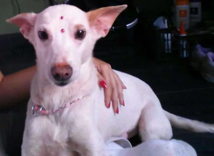 Cachorro ra a SRD idade 4 anos nome Nina