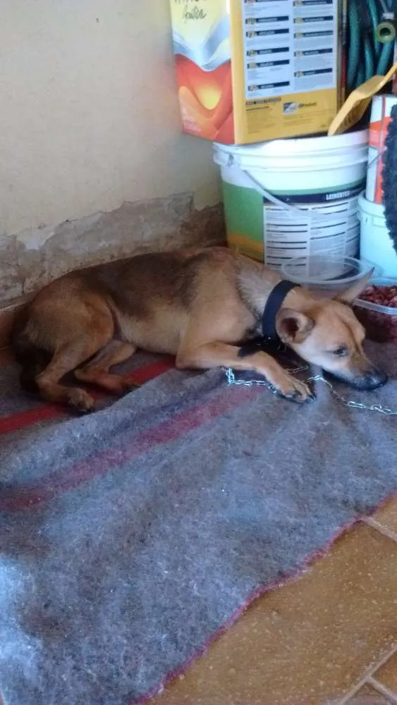 Cachorro ra a Vira lata idade  nome Sem nome